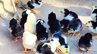 Hen Baby Chick Aseel Murghe ke bachye
