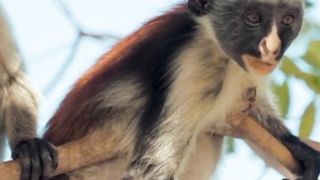 Funny monkey#monkey