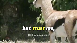 Zoo video