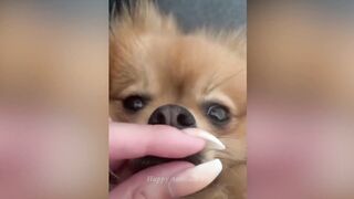 Funniest Animals 2023 ???? Funny Dog Videos Compilation ???? #1