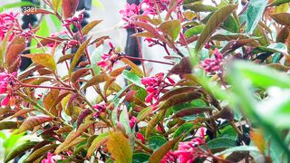 Relaxing with Nature Frash air in Beautiful Flawer