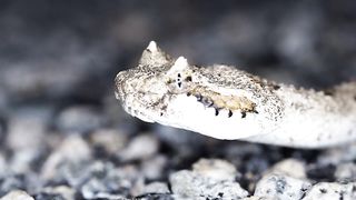 SNAKES CREATURE