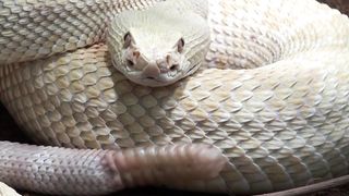 SNAKES DOING SOMETHINGS