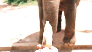 Elephant ???? eating banana ????