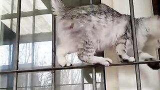 Funny video