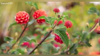 Relaxing with Nature Frash air in Beautiful Flowers