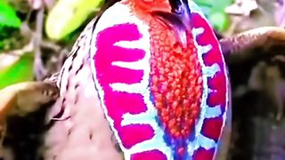 Tragopan caboti