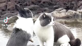 Cat & Rabbit.