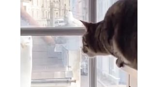 Birthday Bros--❤️__._Follow us -- _catsfurfriend