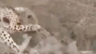 Ameezing video cheeta vs Magar Mach