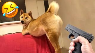 Highest Quality Funny Dogs And Cats Videos ???????? Funniest Animal 2023 ????!