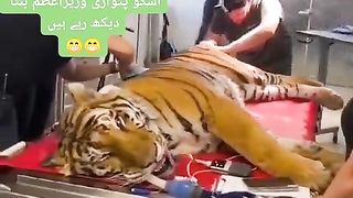 Mian ka kira ????