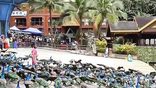 Amazing dance peacock || #shorts