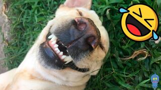Funny Cat and Dog Videos here are THE BEST of 2022 - Funny Animals Videos