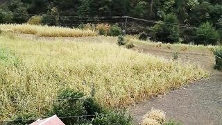 Kashmir Neelam Valley