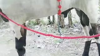 BAKRA FOR HOME QURBANI