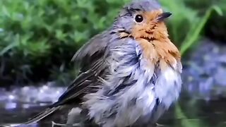 Birds video | amazing birds | follow