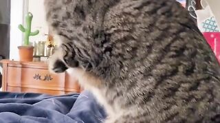 Funny clip random cat