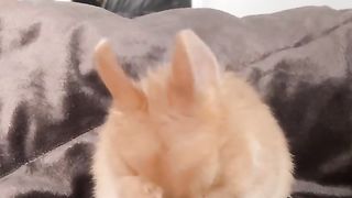Cute rabbit is so clean personal hygenic