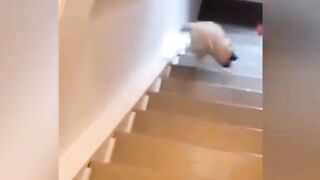 Funny ???????? Animal