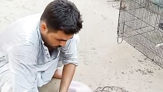 Tik tok vedio