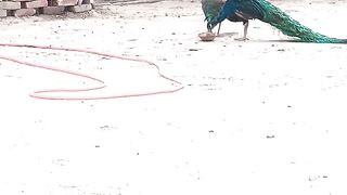 Desi mor , Punjabi peacocks