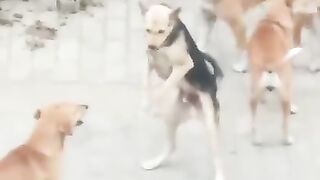 Funny dog