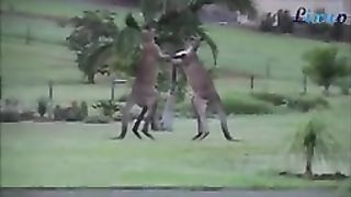 Funniest animals