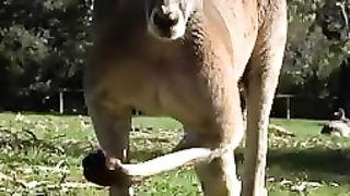 Funniest animals