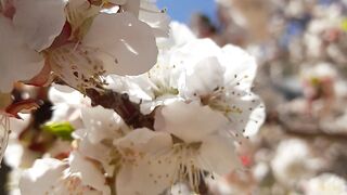 Beautiful flowers and beautiful weather
