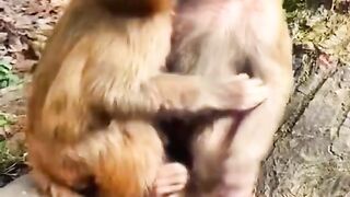 New funny comedy video monkeys