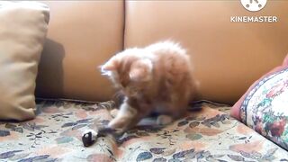 Funny video child