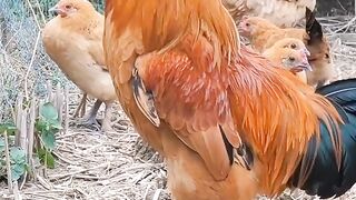 New funny comedy video hen ????