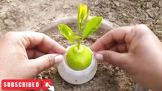 Grow lemons from lemons frouit The easiest procedure in the world _100-sucess