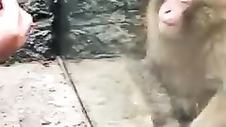 The monkeys reaction to magic