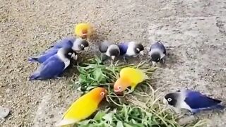 Albino red eyes |Latino lovebirds
