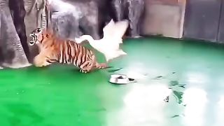 Brave Duck