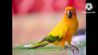 Most beautiful birds