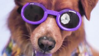 Funny video