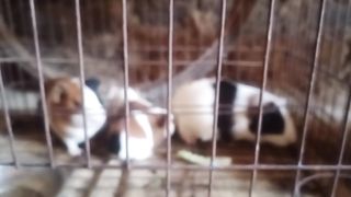 My cutee rat