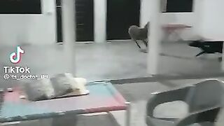 Ruuning Fuuny Video