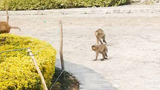 Naughty monkey video????????