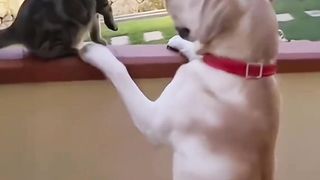 New funny comedy video animals