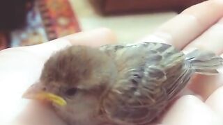 Found a Sparrow's baby