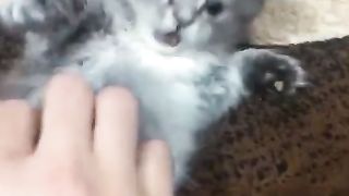 Cute cat