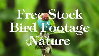 Beautiful Birds Stock Footage RoyaltyFree, No Copyright, Free Download royaltyfree birds - Elena Walks.