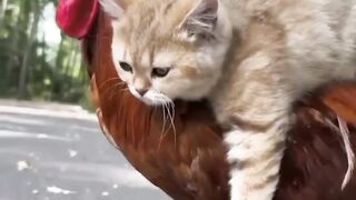 Friendship of cat and chicken