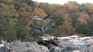 Top 10 Most Stunningly Beautiful Birds in the World - WatchMojo.com.