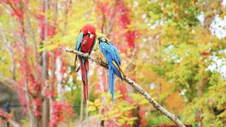 Wild Birds Special Collection 8K VIDEO ULTRA HD HDR 60FPS - 8K VIDEOS ULTRA HD.