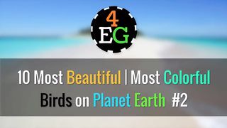 10 Most Beautiful Birds on Planet Earth 2 - 4 Ever Green.